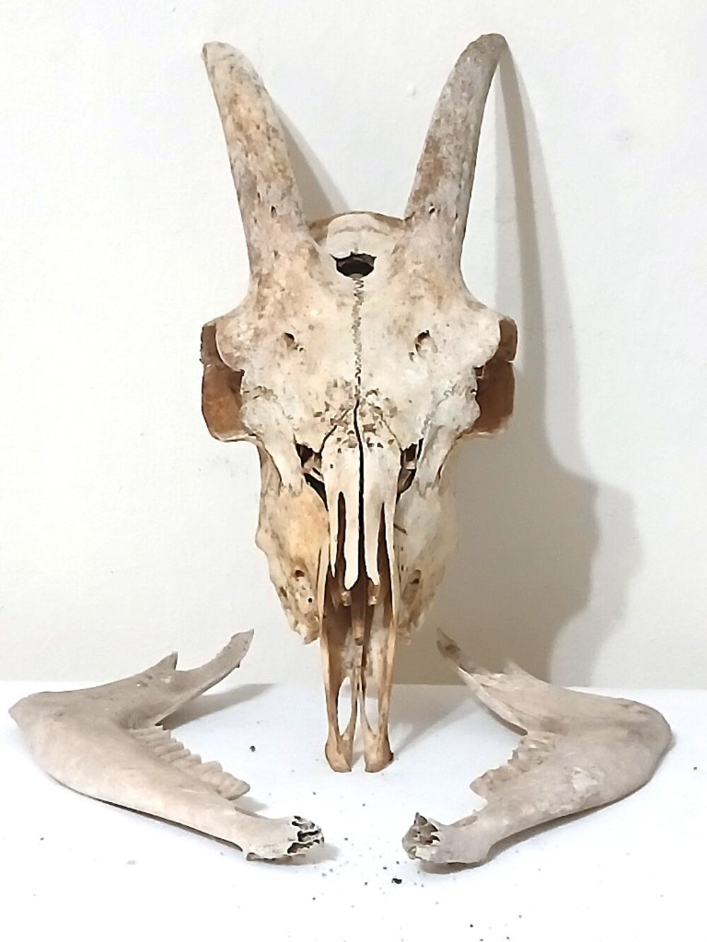 Real Goat Skull Horns Taxidermy Bone Oddity Curio Gothic Decor 11.5”